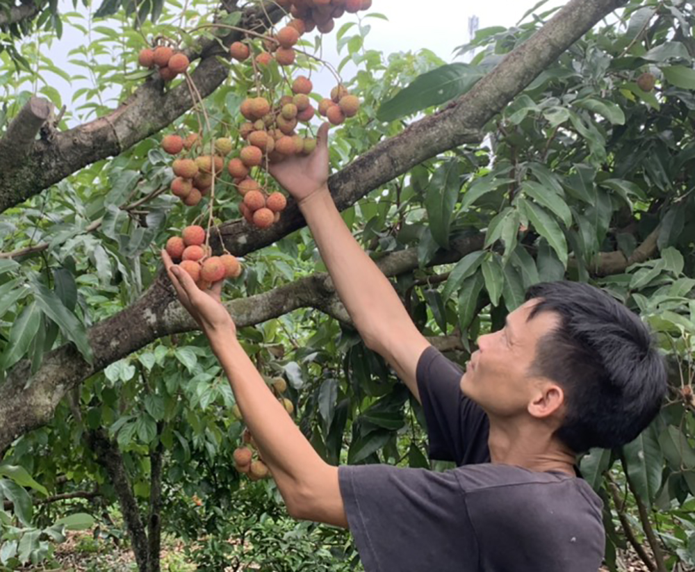 Anh Dương Văn Dẫu cũng khá bất ngờ khi vải chính vụ đã chín.